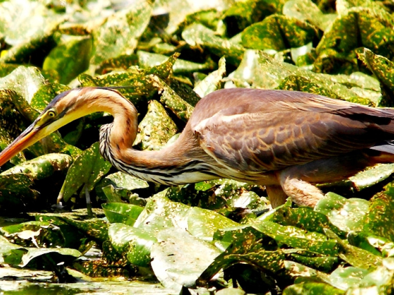 Red heron in the Lake of Varese