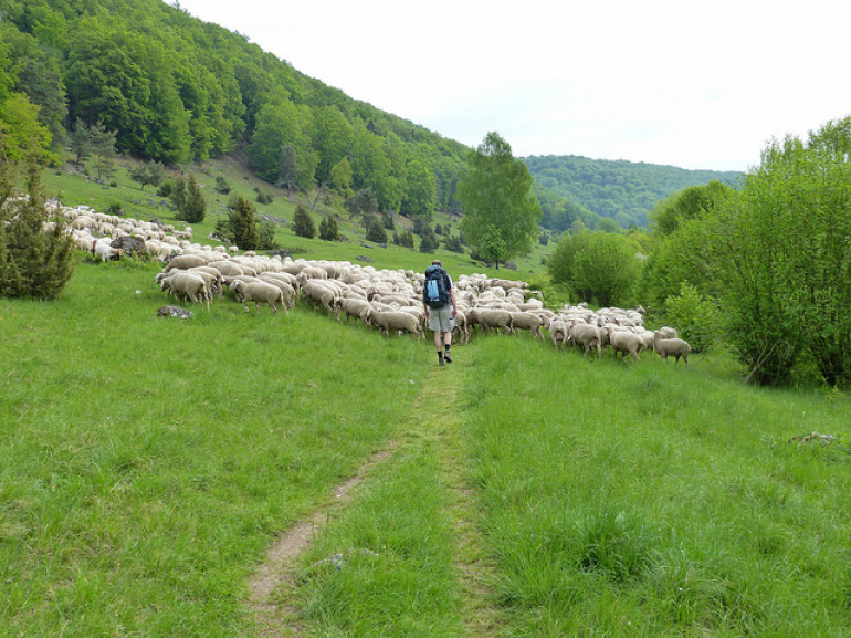 shepherd with sheep walking through green grass in the mountains
