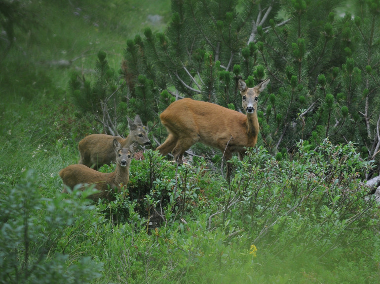 Capriolo femmina con due piccoli nel Parco Naturale Adamello Brenta
