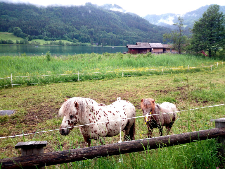 Cavalli lungo l'itinerario in bicicletta attorno al lago di Weissensee, Carinzia, Austria