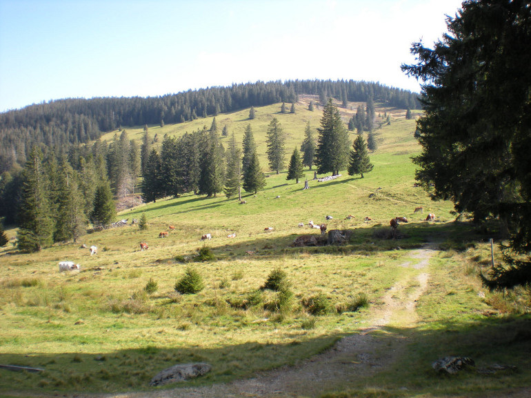Escursione nella Foresta Nera, partendo da Bernau