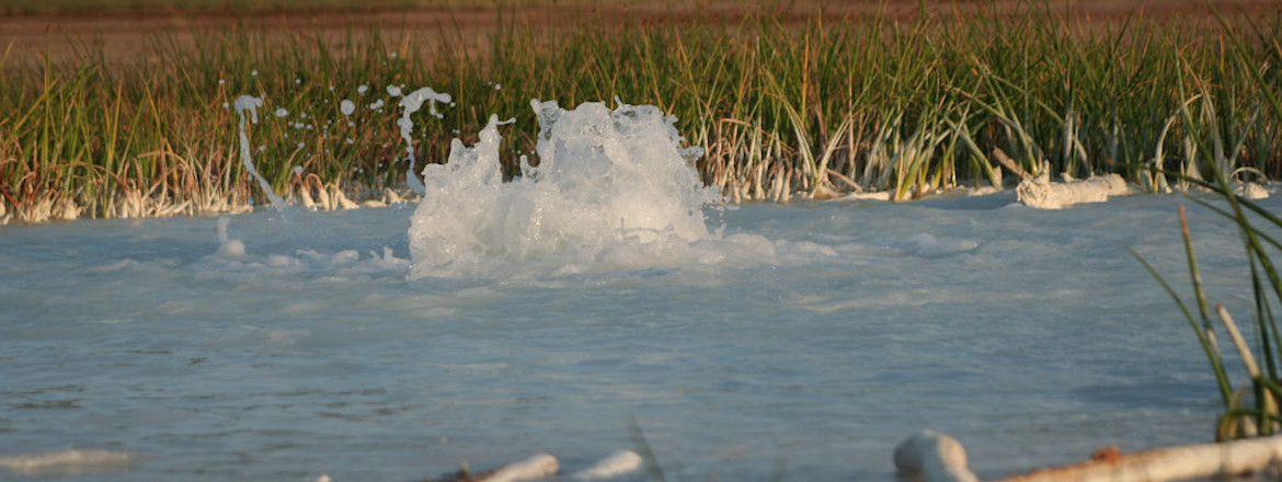 Il Bosco E La Caldara Di Manziana