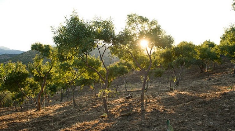 Passeggiata guidata tra le coltivazioni di frassini da Manna