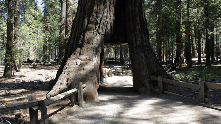 albero di sequoia con tronco così grande che al suo interno ci passa un'automobile, come sotto ad una galleria