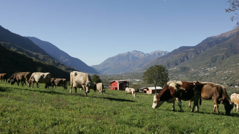 Stella Orobica – Green Farm house in Sondrio, Lombardia, IT