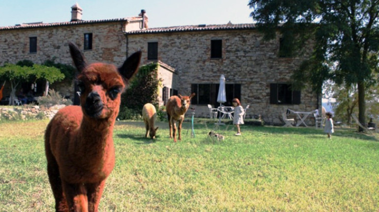 Agriturismo Maridiana Alpaca     Agriturismo Ecosostenibile Umbertide
